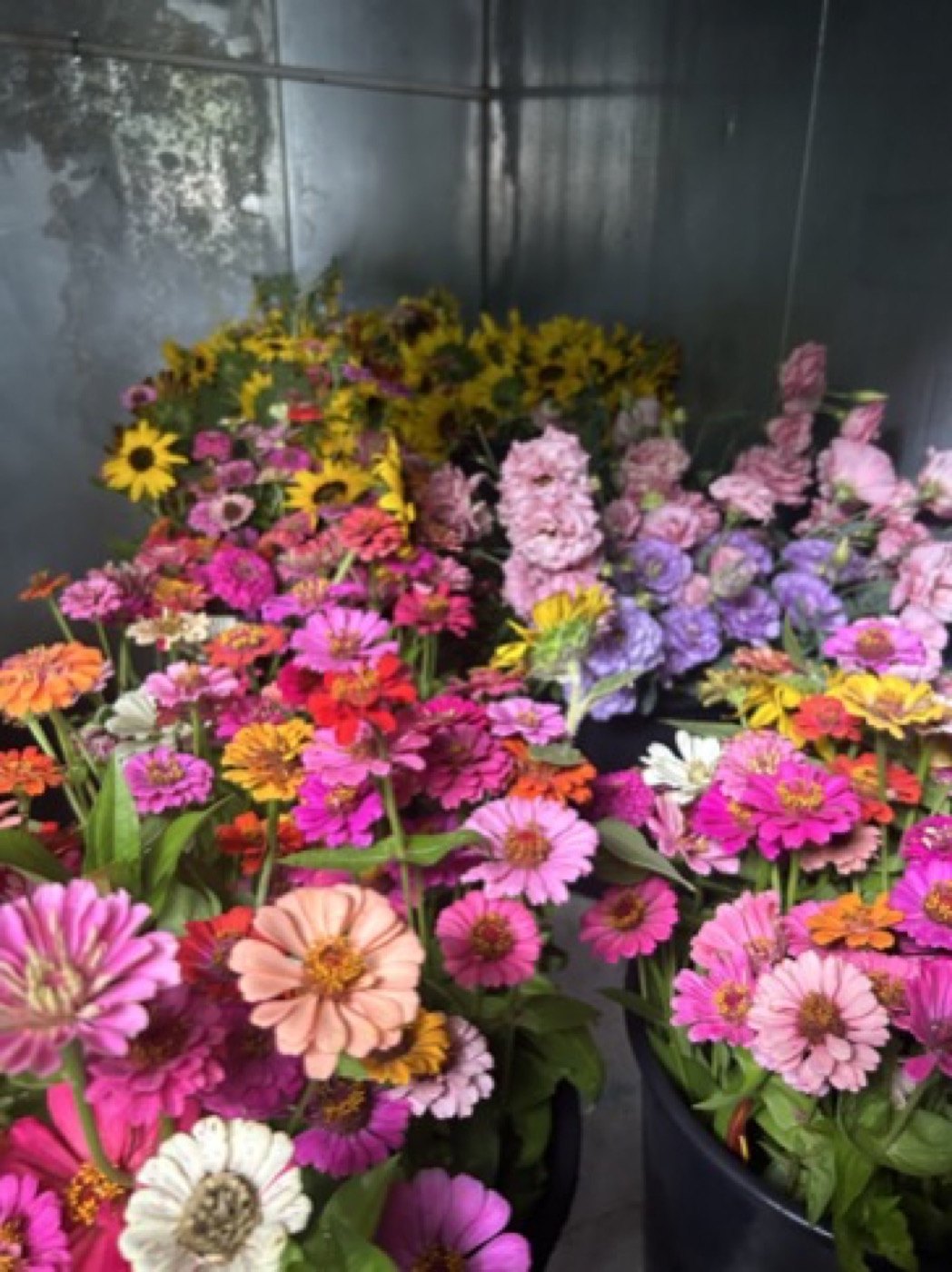 Freshly gathered flowers in a vase