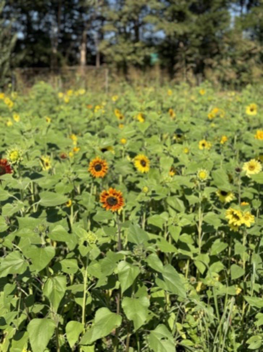 Sunflowers reaching toward the light at the farm
